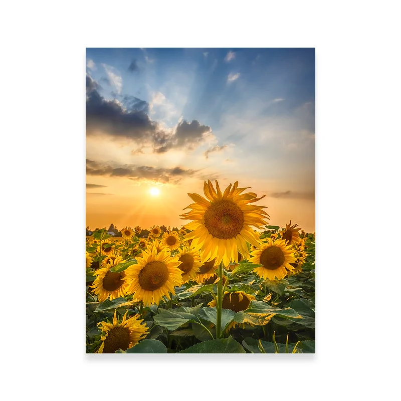 Wooden accent side table-Sunset With Beautiful Sunflowers